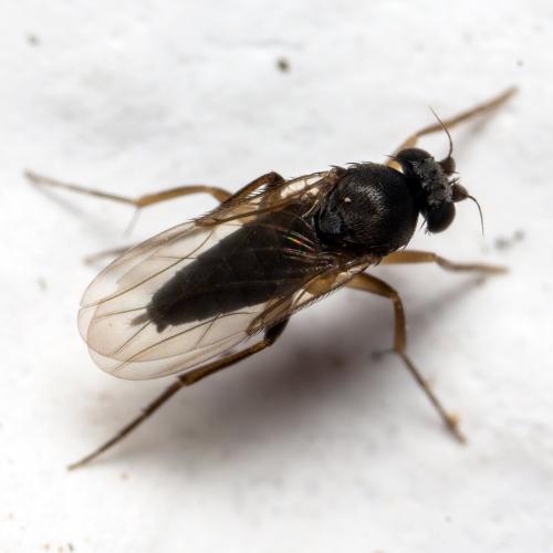 Megaselia sp.